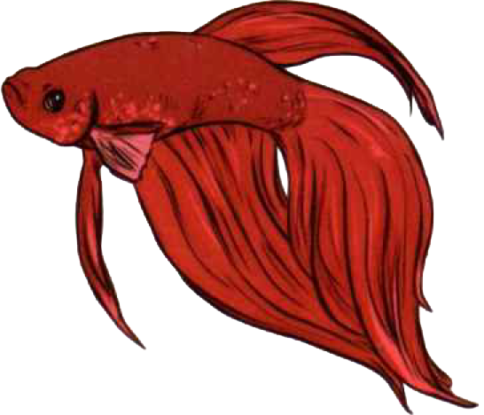 sticker poisson rouge