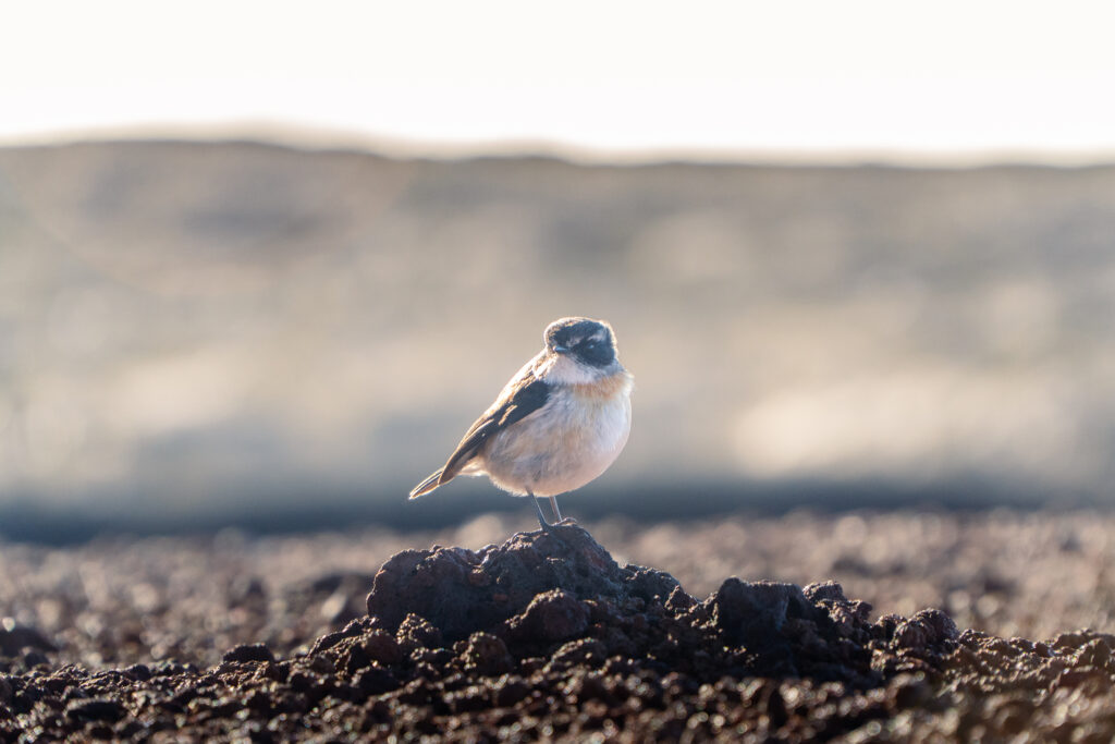 oiseau, python de la fournaise, réunion 2025